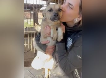 ♥KILA♥ süße, kleine, verspielte, anfangs noch zurückhaltende Junghündin 40 cm