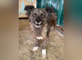 ♥SMOKEY♥ ab 31. Jul auf Pflegestelle bei Köln -süßer, zarter, menschenbezogener kleiner Rüde 35-40cm