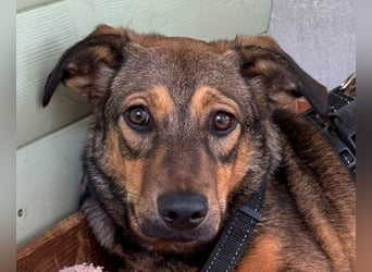 ♥MAYA♥ neu auf Pflegestelle bei Köln - süße, ganz liebe, noch unsichere kleine Junghündin 35 cm