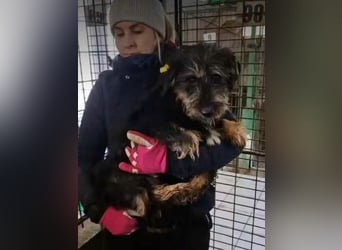 ♥LIMETTE♥ zuckersüße Junghündin, die neu im Tierheim gelandet ist und nicht weiß, wie ihr geschieht