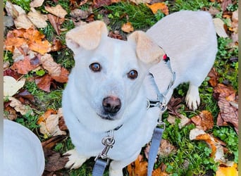 ♥MAMBO♥ auf Pflegestelle in Köln - verschmuster, anhänglicher kleiner Rüde 33 cm