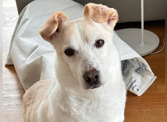 ♥MAMBO♥ auf Pflegestelle in Köln - verschmuster, anhänglicher kleiner Rüde 33 cm