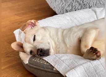 ♥MAMBO♥ auf Pflegestelle in Köln - verschmuster, anhänglicher kleiner Rüde 33 cm