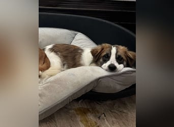 ⭐TOC⭐, süßer Kerl, Rüde, 2 Jahre, 35 cm, Mischling, Tierschutz Rumänien