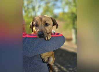 ♥MUFFIN♥ ab 9.Okt auf Pflegestelle bei Köln -süßer, ganz lieber, sehr zutraulicher kleiner Rüde 34cm