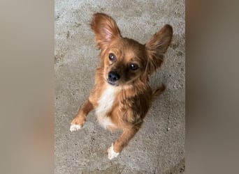 ♥PIRI♥ ab 9.Okt auf Pflegestelle bei Köln - süße, aufgeschlossene, fröhliche zarte Junghündin 27cm