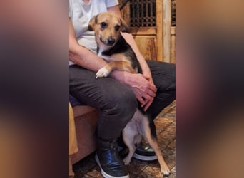 ⭐️MISSY⭐️, süßer Dackel-Mischling, Hündin, 4 Jahre, 31cm, Mischling, Tierschutz Rumänien