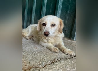 ♥MILLY♥ ab 4. Sep auf Pflegestelle bei Köln-wunderschöne, verschmuste,etwas unterwürfige Hündin 29cm