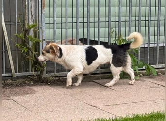♥TARA♥ neu auf Pflegest bei Köln-zarte,anfangs noch vorsichtige Hündin, die immer mehr aufblüht 30cm