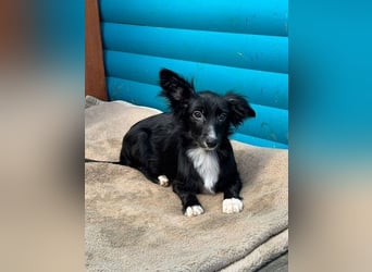 ♥TABU♥ auf Pflegestelle bei Köln - süßer, fröhlicher, verspielter Herzensbrecher 29 cm