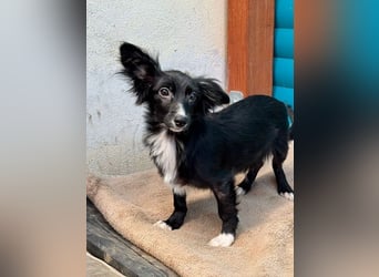 ♥TABU♥ auf Pflegestelle bei Köln - süßer, fröhlicher, verspielter Herzensbrecher 29 cm