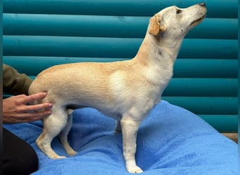 ♥LUNA♥ auf Pflegestelle bei Köln - niedliche, noch unsichere kleine Junghündin 35cm