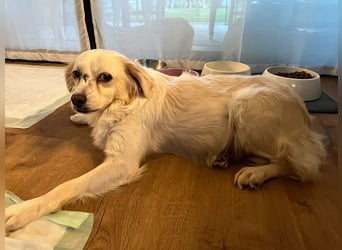 ♥BIENE♥ am 11.Okt bei "Tiere suchen ein Zuhause"- zuckersüße, so liebe, menschenbezogene Hündin 30cm