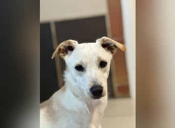 ♥LUNA♥ auf Pflegestelle bei Köln - niedliche, noch unsichere kleine Junghündin 35cm