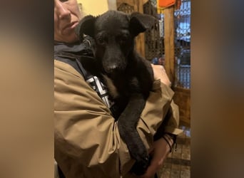 ⭐URBAN⭐, neugieriger Hundemann, 9 Monate, 33 cm, Mischling, Tierschutz Rumänien