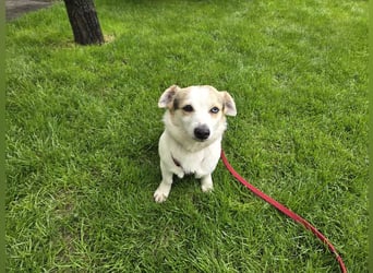 ♥TARA♥ neu auf Pflegest bei Köln-zarte,anfangs noch vorsichtige Hündin, die immer mehr aufblüht 30cm
