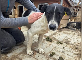 ♥RINGO♥ zuckersüßer, ruhiger kleiner sanfter Schatz 38 cm