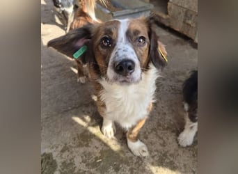 ♥TODDY♥ ab 24.Okt auf Pflegestelle bei Köln- verschmustes, ganz zutrauliches, goldiges Kerlchen 35cm