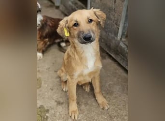♥FABIOLA♥ ab 24.Okt auf Pflegestelle bei Köln -bezaubernde, aufgeschlossene Juniorin 40cm (wachsend)