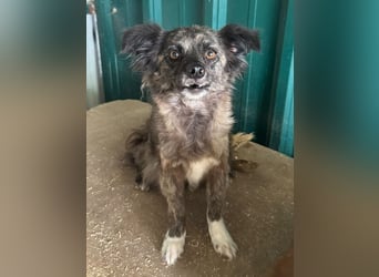 ♥SMOKEY♥ ab 31. Jul auf Pflegestelle bei Köln -süßer, zarter, menschenbezogener kleiner Rüde 35-40cm