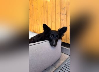 ♥TOKIO♥ auf Pflegestelle bei Köln - zuckersüßer, verspielter kleiner Welpe 28 cm