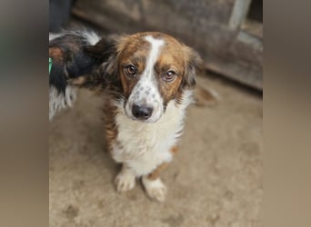 ♥TODDY♥ ab 24.Okt auf Pflegestelle bei Köln- verschmustes, ganz zutrauliches, goldiges Kerlchen 35cm