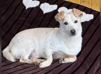 ♥MAMBO♥ auf Pflegestelle in Köln - verschmuster, anhänglicher kleiner Rüde 33 cm