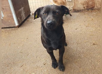 ♥THEO♥ hübscher, ganz lieber kleiner Rüde, der lieber helle Fellfarbe hätte 38 cm