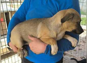 ♥KILA♥ süße, kleine, verspielte, anfangs noch zurückhaltende Junghündin 40 cm