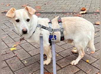 ♥MAMBO♥ auf Pflegestelle in Köln - verschmuster, anhänglicher kleiner Rüde 33 cm