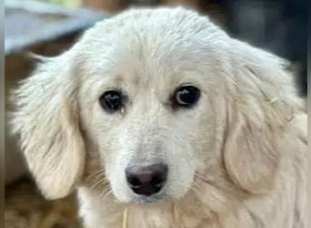 ♥PIPPO♥ süßer, charmanter, noch unsicherer kleiner Junior 30 cm