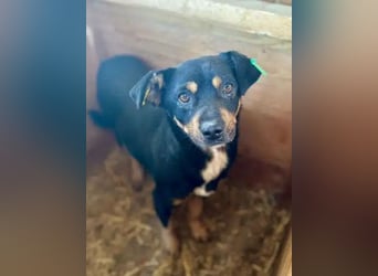 ♥OLIVER♥ süßer, zarter, lieber kleiner Rüde, der mit seinem kurzen Fell im Tierheim friert 40 cm