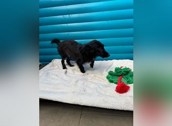 ♥TOKIO♥ auf Pflegestelle bei Köln - zuckersüßer, verspielter kleiner Welpe 28 cm