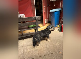 MINNIE, kleiner Frechdachs, 2 Jahre, 35 cm, Pflegestelle Düsseldorf, Tierschutz Rumänien