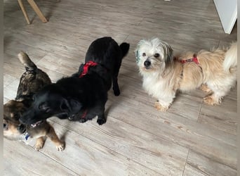 ♥HEDWIG♥ auf Pflegestelle bei Duisburg - süßes, verspieltes Welpenmädchen 33cm (wachsend)