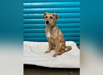 ♥DENNIS♥ auf Pflegestelle bei Köln -süßer, zutraulicher, verspielter kleiner Welpenjunge 39cm