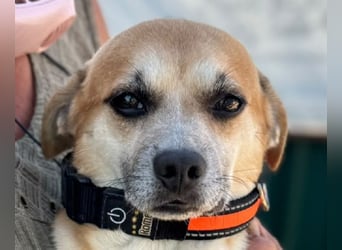 ♥OSKAR♥ ab 31. Jul auf Pflegest bei Köln- liebenswerter, aufgeschlossener, kinderlieber kleiner Rüde