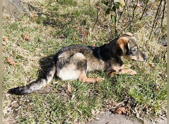 ♥HEIDI♥ neu auf Pflegestelle bei Köln - süße Welpin, die im Moment aufgepäppelt wird 32cm (wachsend)