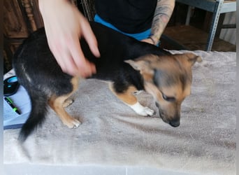 ⭐️MISSY⭐️, süßer Dackel-Mischling, Hündin, 4 Jahre, 31cm, Mischling, Tierschutz Rumänien