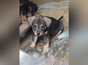 ⭐️Loop⭐️ Herzensbrecher, Welpe, 3 Monate, 18cm, Tierschutz Rumänien