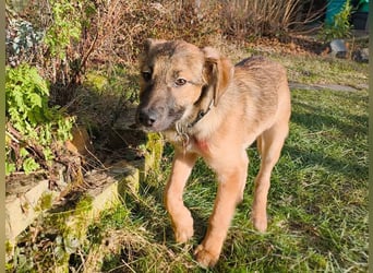 ♥TERESA♥ neu auf Pflegestelle bei Köln - zuckersüße, verspielte Welpin 38cm (wachsend)