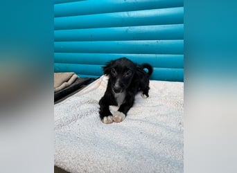 ♥TABU♥ auf Pflegestelle bei Köln - süßer, fröhlicher, verspielter Herzensbrecher 29 cm