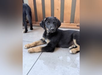 ⭐️ATHOS⭐️, liebenswerter Welpe, 3 Monate, 30 cm, Mischling, Tierschutz Rumänien