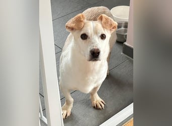 ♥MAMBO♥ auf Pflegestelle in Köln - verschmuster, anhänglicher kleiner Rüde 33 cm