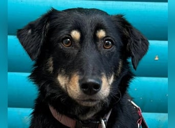 ♥MIMMI♥ neu auf Pflegestelle bei Aachen - ganz süße und zutrauliche Dackel-Mix-Hündin 36 cm