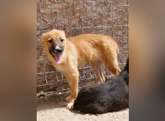⭐️THILO⭐️, süßer Welpenjunge, 3 Monate, 30 cm, Mischling, Tierschutz Rumänien