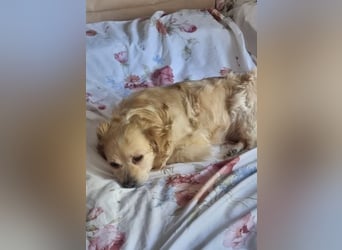 TIC, freundliche Herzenshündin, 2 Jahre, 30 cm, Pflegestelle 53773, Tierschutz Rumänien