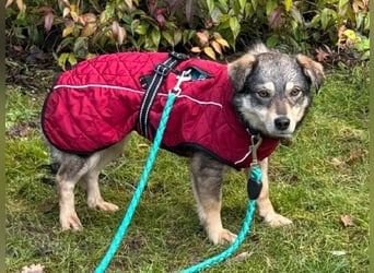 ♥COCONUT♥ neu auf Pflegestelle bei Duisburg - süße, noch etwas schüchterne kleine süße Maus 36 cm