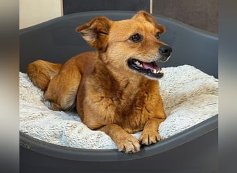 ♥MARILOU♥ auf Pflegestelle bei Duisburg - absolut menschenbezogene und verschmuste Hündin 40cm