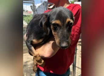 ⭐️ZENI⭐️, lebensfrohe Hündin, 4 Monate, 30 cm, Mischling, Tierschutz Rumänien